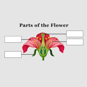 Parts of the Flower – Set A