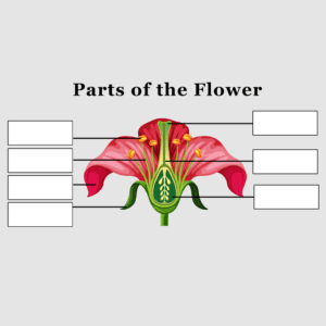 Parts of the Flower – Set B