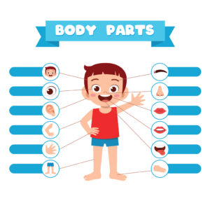 Body Parts – Identification – Set A