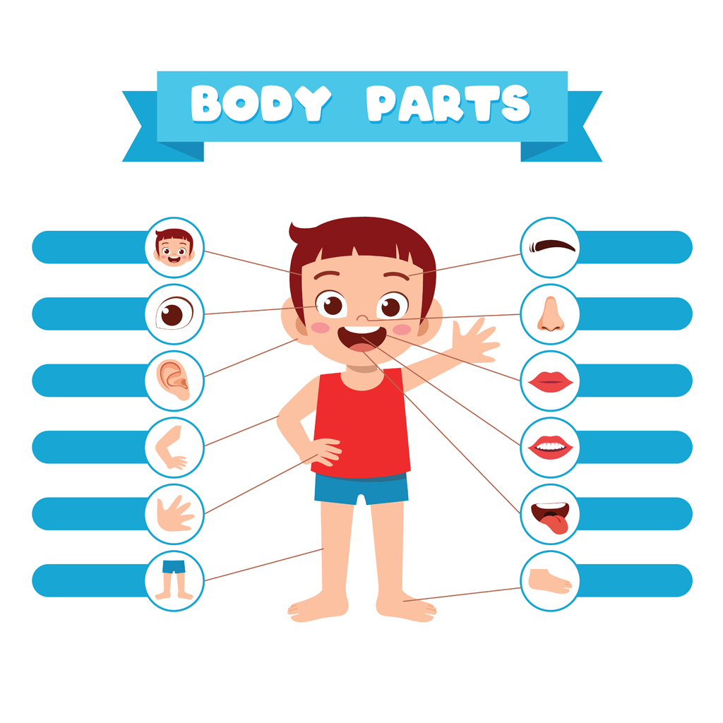 body-parts-identification-set-a-iworksheets-free-interactive