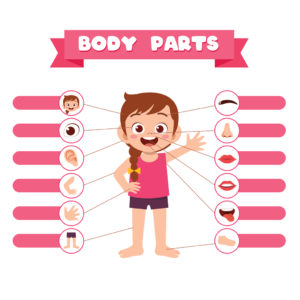 Body Parts – Identification – Set B