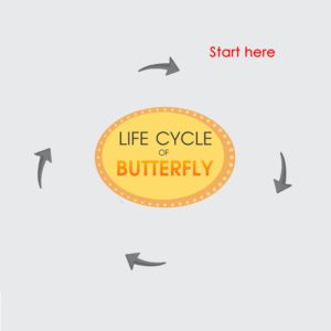 Life Cycle Of Butterfly