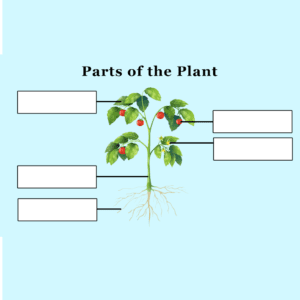 Parts of the Plant – Set A