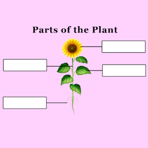 Parts of the Plant – Set B