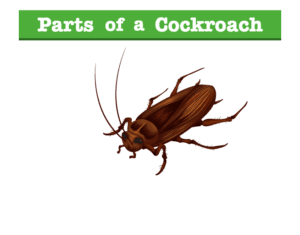 Parts of a Cockroach