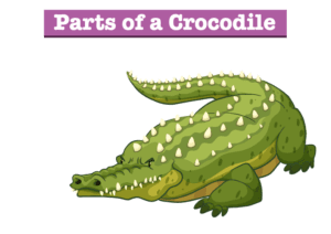 Parts of a Crocodile