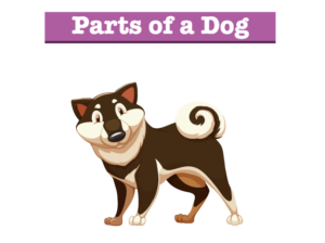 Parts of a Dog