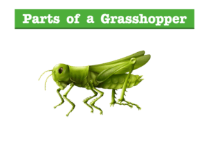 Parts of a Grasshopper