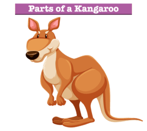 Parts of a Kangaroo