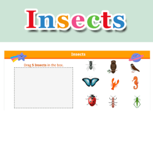 Insects